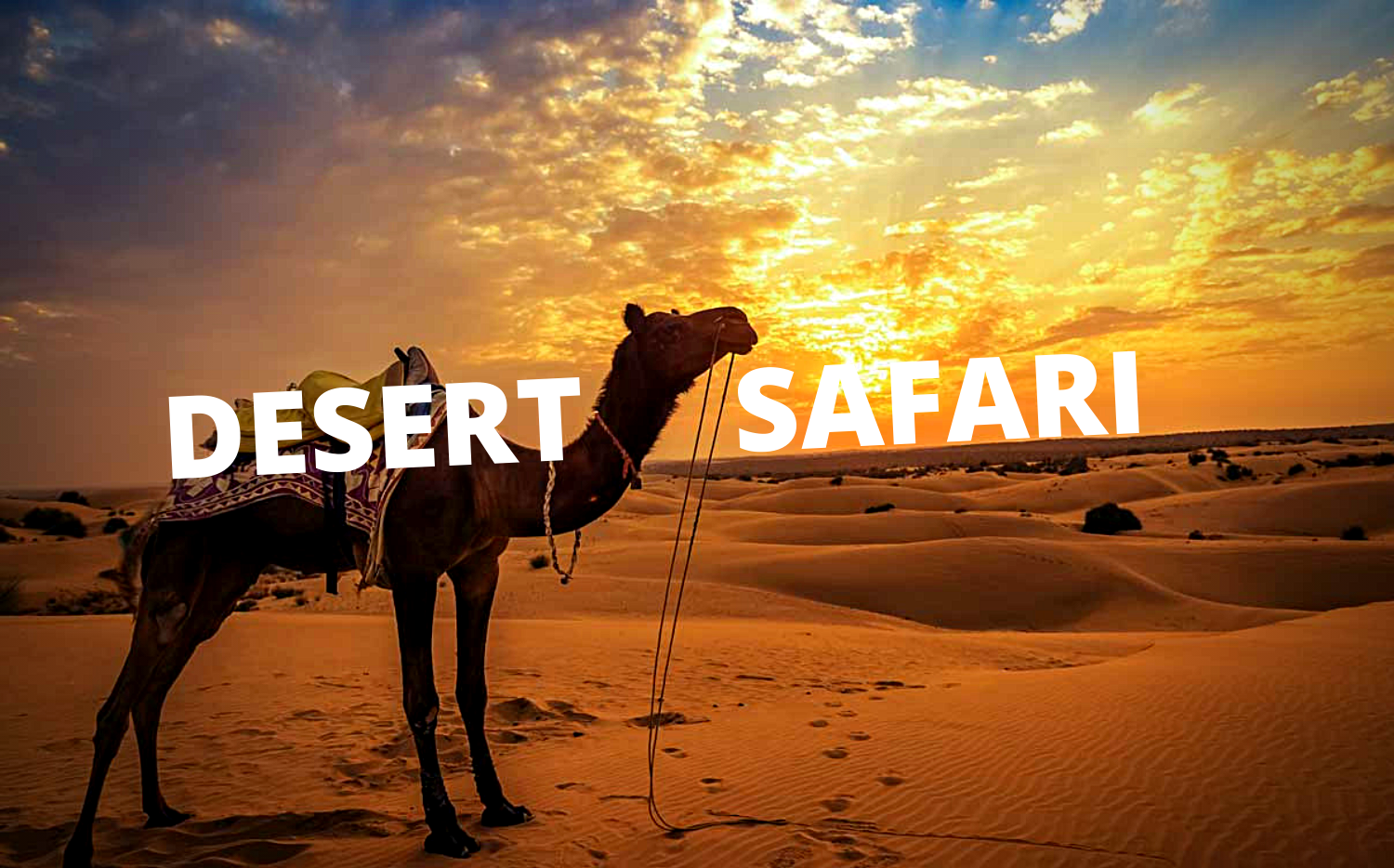 Everything You Need To Know About The Desert Safari In Jaisalmer